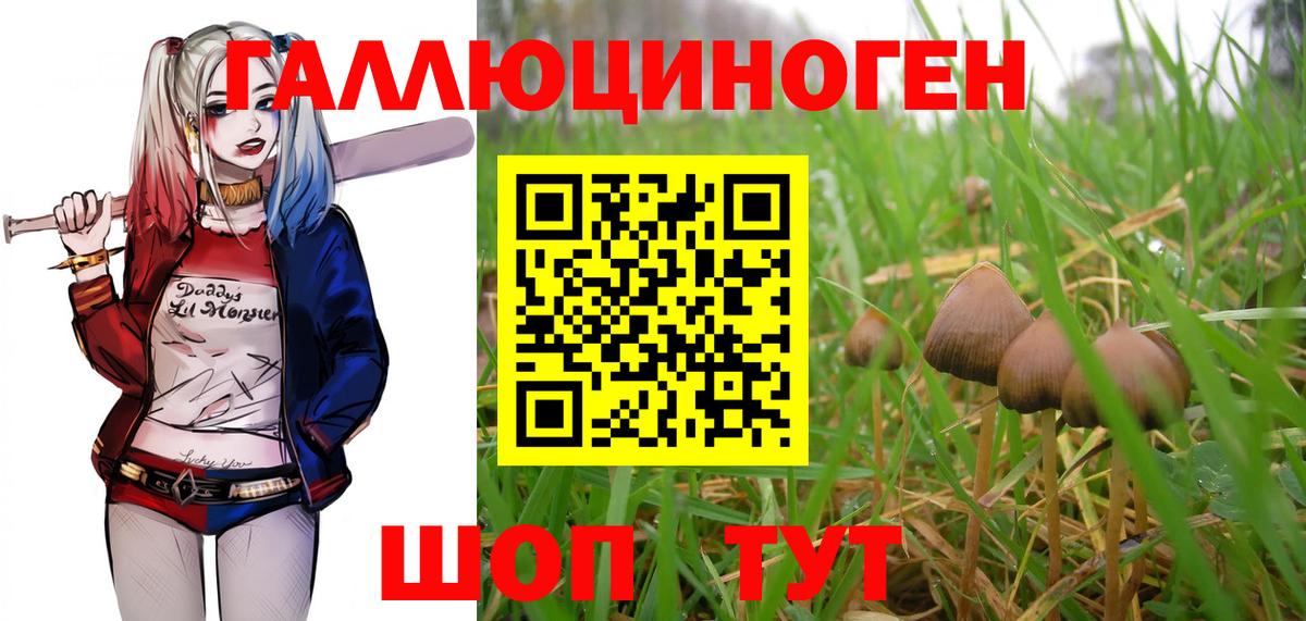 Псилоцибиновые грибы Cubensis Чистополь